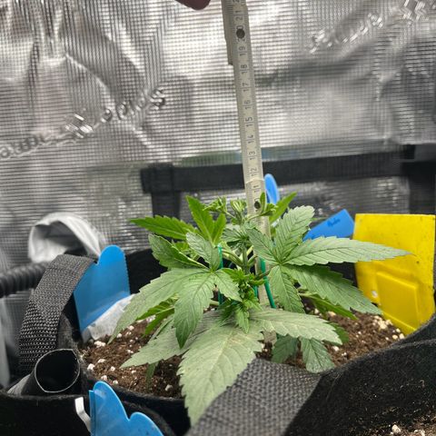 „Silly“ Lilly growlog timeline photo