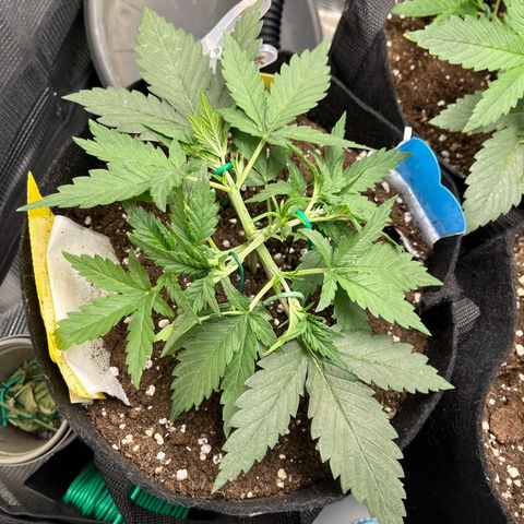 „Holy“ Honey growlog timeline photo