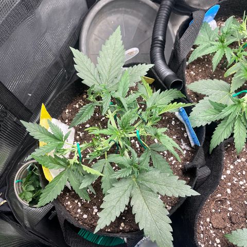 „Holy“ Honey growlog timeline photo