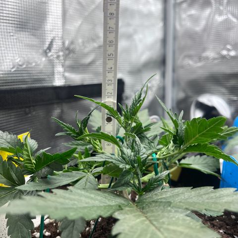 „Holy“ Honey growlog timeline photo