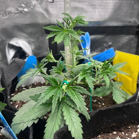 „Silly“ Lilly growlog timeline photo