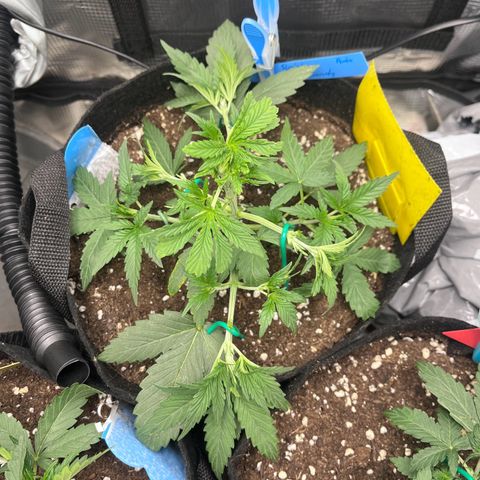 „Silly“ Lilly growlog timeline photo