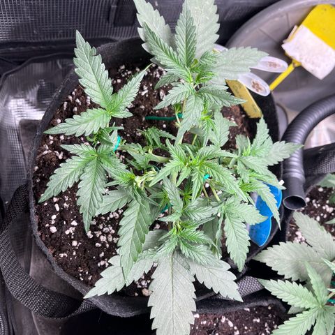 „Holy“ Honey growlog timeline photo