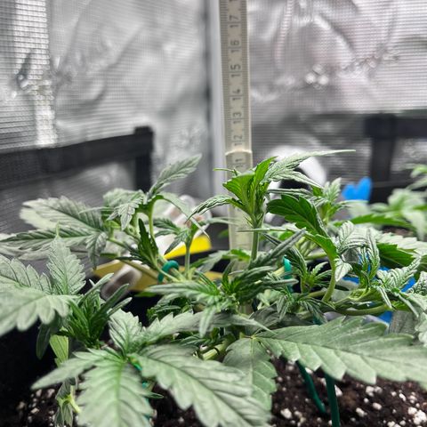 „Holy“ Honey growlog timeline photo
