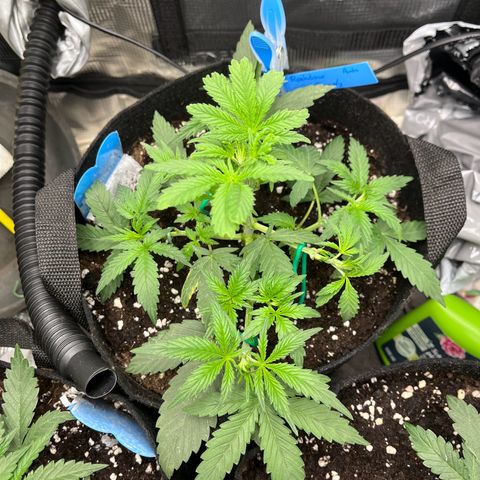 „Silly“ Lilly growlog timeline photo
