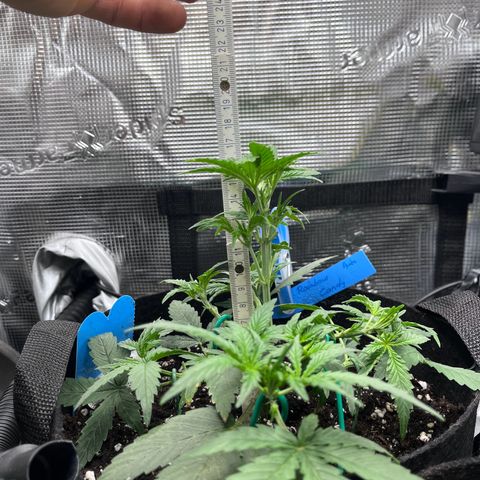 „Silly“ Lilly growlog timeline photo