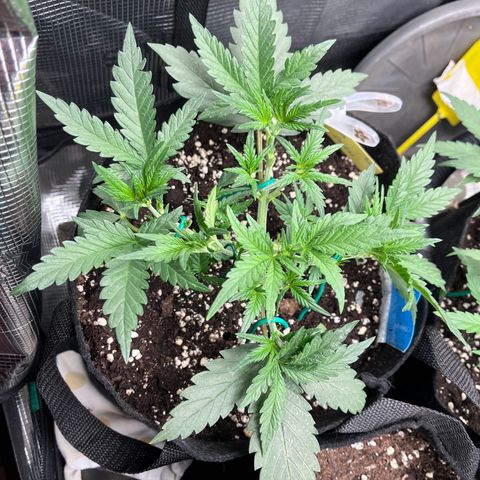 „Holy“ Honey growlog timeline photo