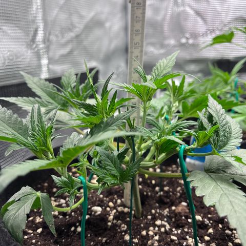 „Holy“ Honey growlog timeline photo