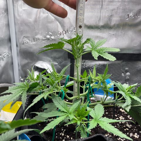 „Silly“ Lilly growlog timeline photo