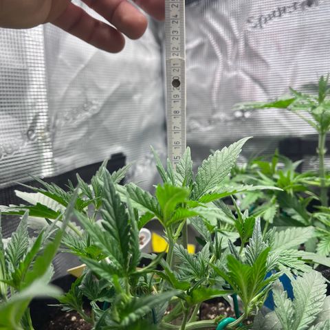 „Holy“ Honey growlog timeline photo