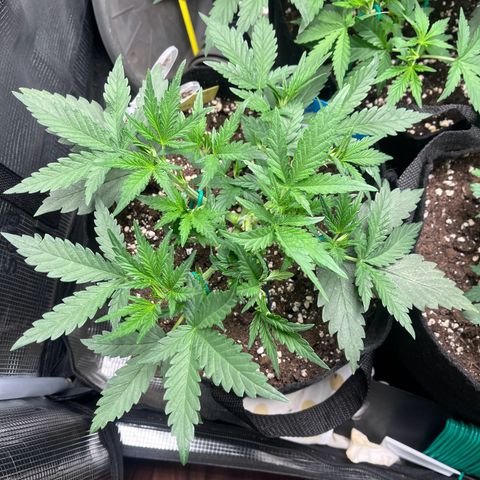 „Holy“ Honey growlog timeline photo
