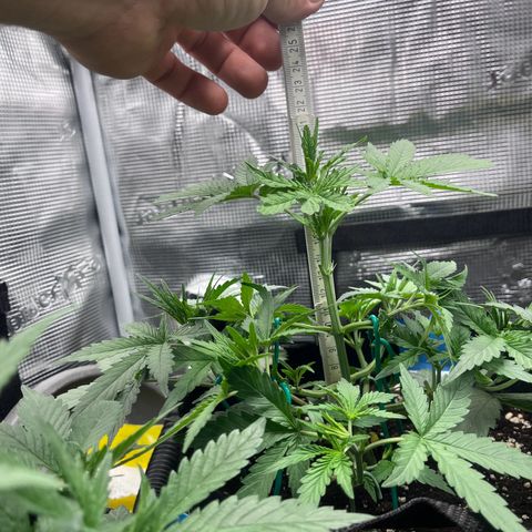 „Silly“ Lilly growlog timeline photo