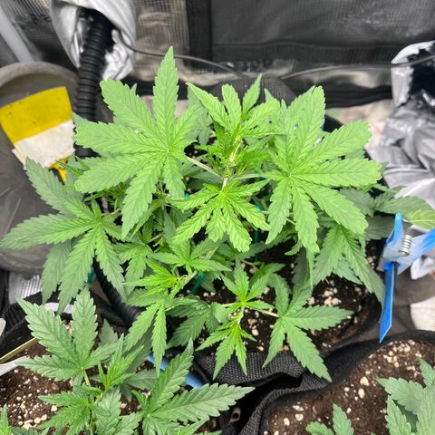 „Silly“ Lilly growlog timeline photo