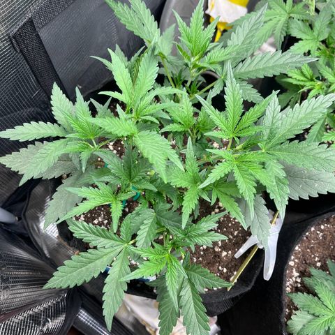 „Holy“ Honey growlog timeline photo