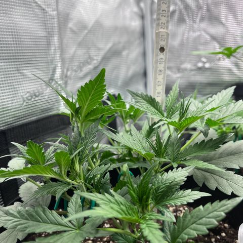 „Holy“ Honey growlog timeline photo
