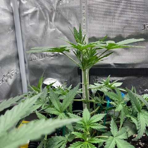 „Silly“ Lilly growlog timeline photo