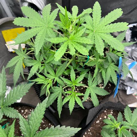 „Silly“ Lilly growlog timeline photo