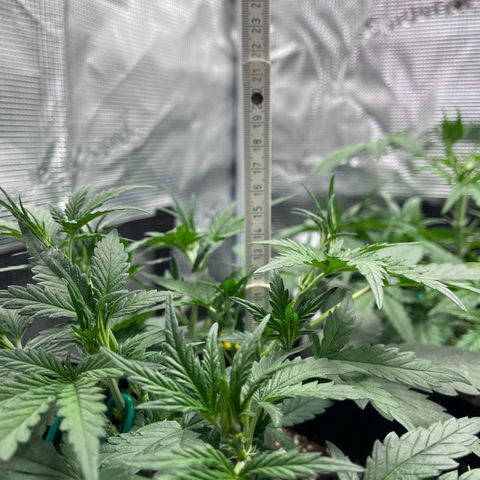 „Holy“ Honey growlog timeline photo