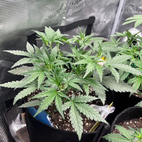 „Holy“ Honey growlog timeline photo