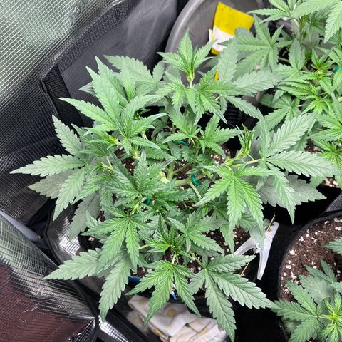 „Holy“ Honey growlog timeline photo