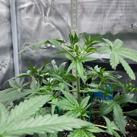 „Silly“ Lilly growlog timeline photo