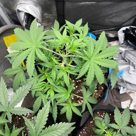 „Silly“ Lilly growlog timeline photo