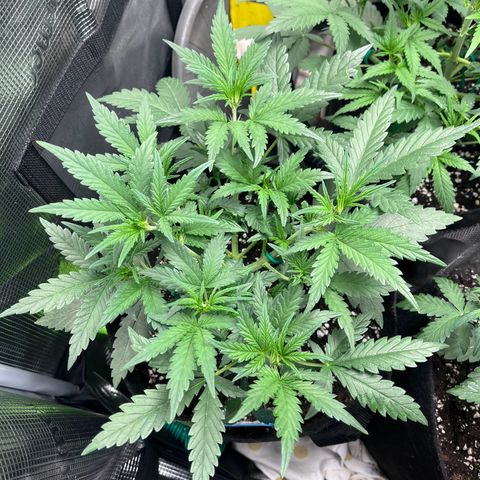 „Holy“ Honey growlog timeline photo