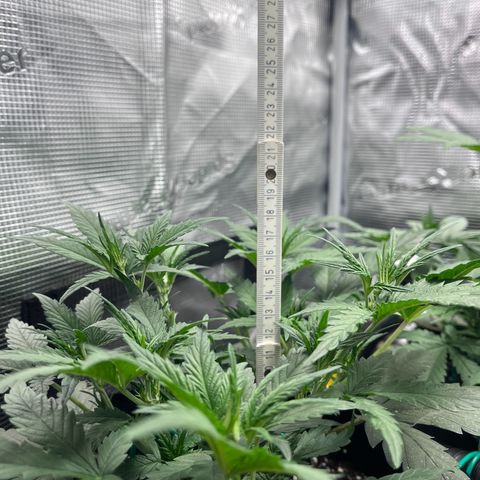 „Holy“ Honey growlog timeline photo