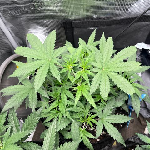 „Silly“ Lilly growlog timeline photo
