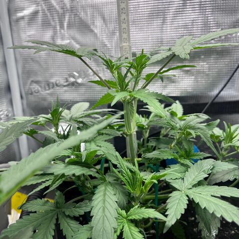 „Silly“ Lilly growlog timeline photo