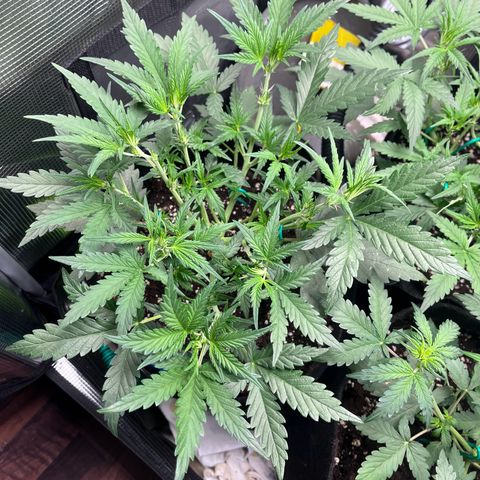 „Holy“ Honey growlog timeline photo