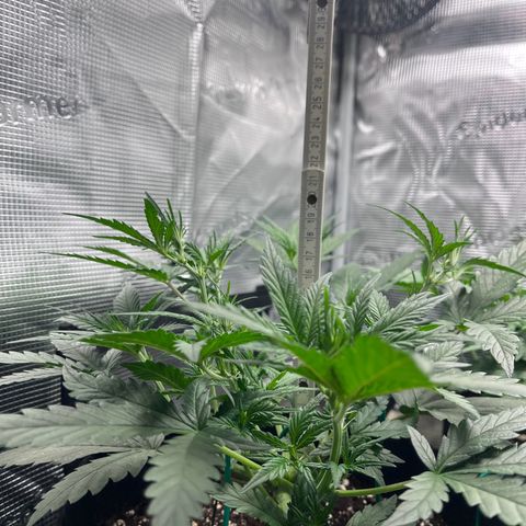 „Holy“ Honey growlog timeline photo