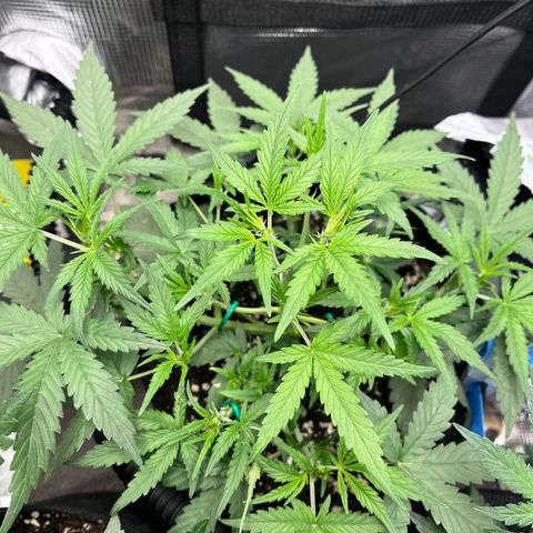 „Silly“ Lilly growlog timeline photo