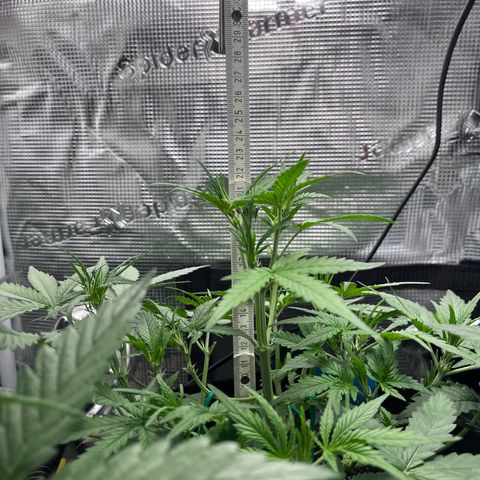 „Silly“ Lilly growlog timeline photo
