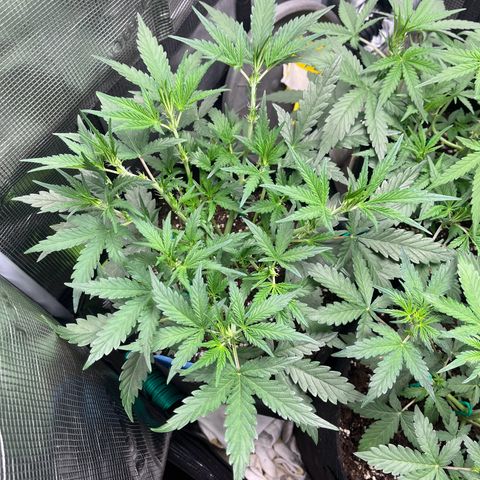 „Holy“ Honey growlog timeline photo
