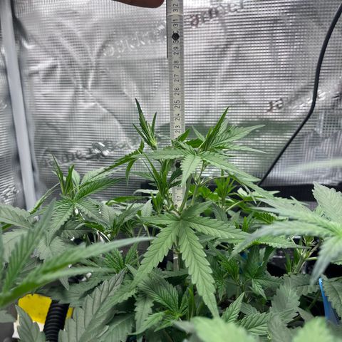 „Silly“ Lilly growlog timeline photo
