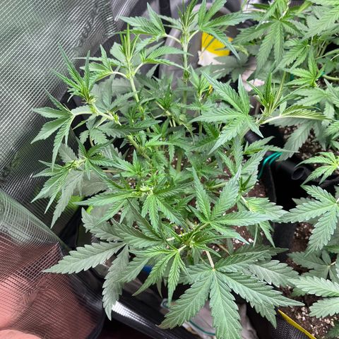 „Holy“ Honey growlog timeline photo