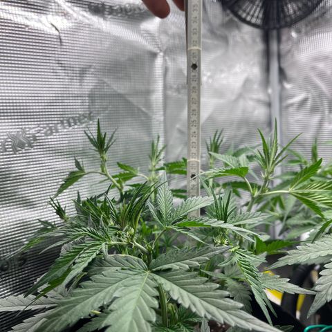 „Holy“ Honey growlog timeline photo