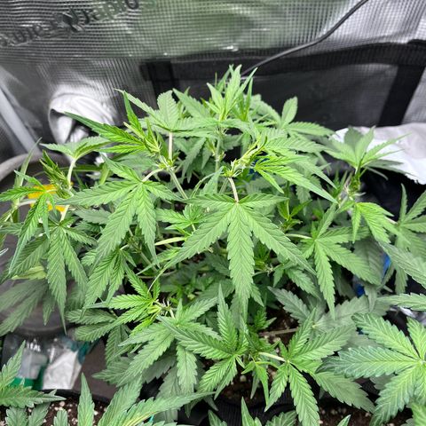„Silly“ Lilly growlog timeline photo