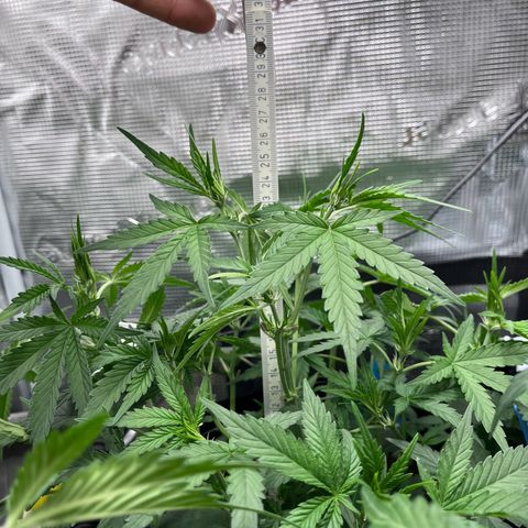 „Silly“ Lilly growlog timeline photo