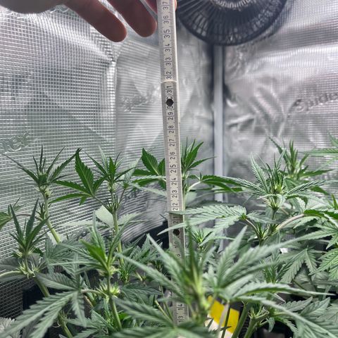 „Holy“ Honey growlog timeline photo
