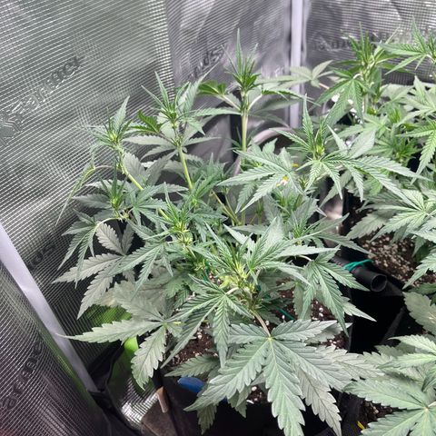 „Holy“ Honey growlog timeline photo