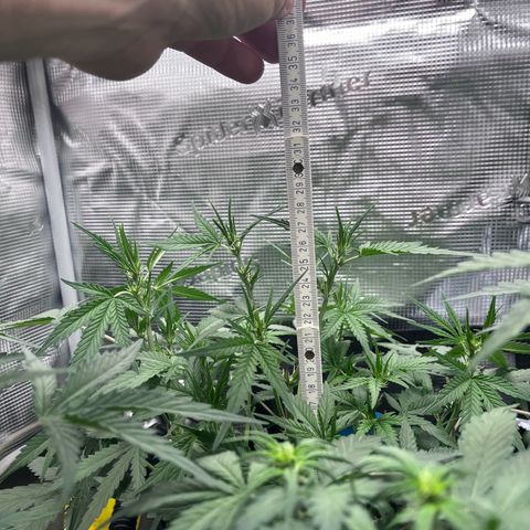 „Silly“ Lilly growlog timeline photo