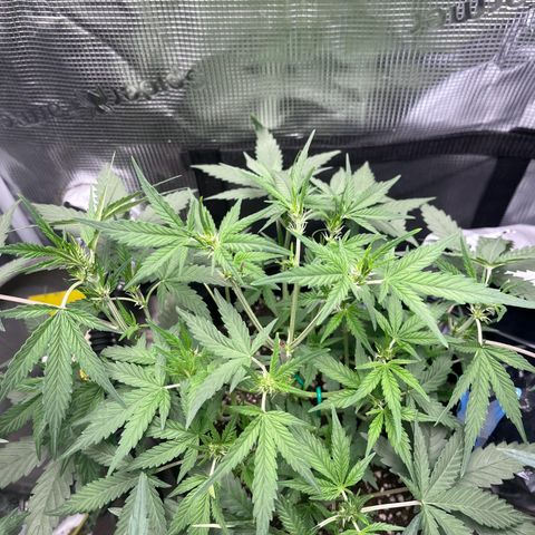 „Silly“ Lilly growlog timeline photo