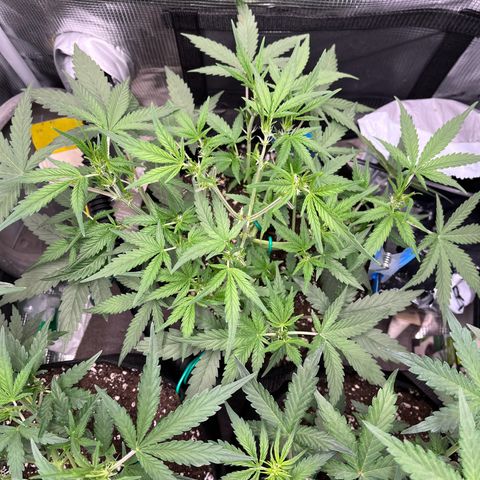 „Silly“ Lilly growlog timeline photo