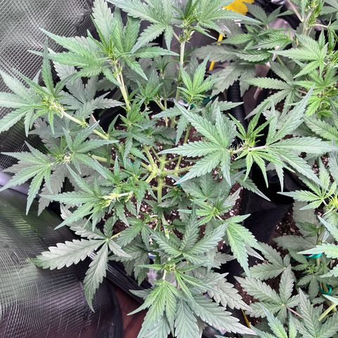 „Holy“ Honey growlog timeline photo