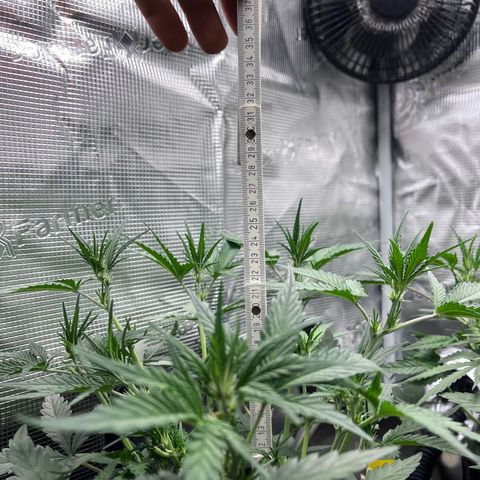 „Holy“ Honey growlog timeline photo