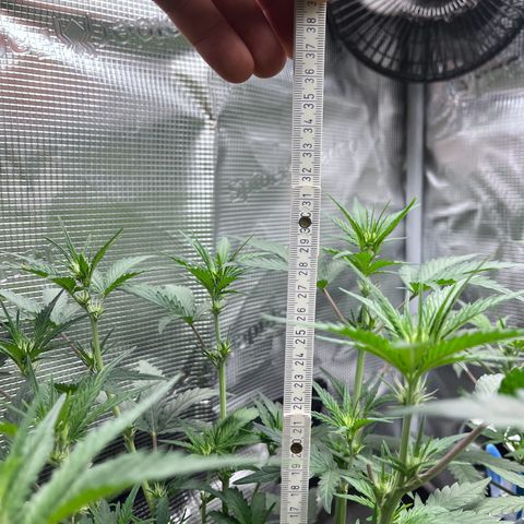 „Holy“ Honey growlog timeline photo