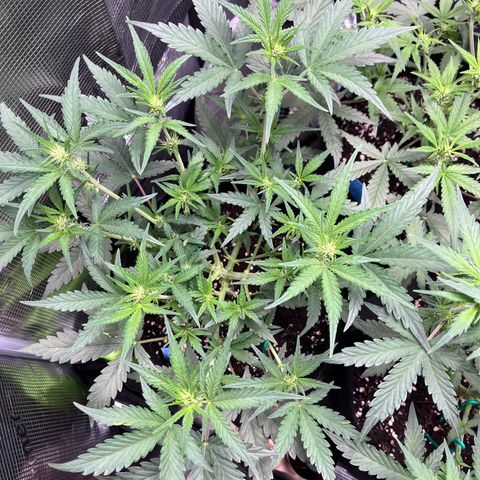„Holy“ Honey growlog timeline photo