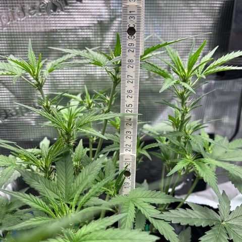 „Silly“ Lilly growlog timeline photo